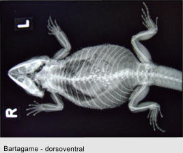 Bartagame - dorsoventral