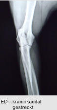 ED - kraniokaudal         gestreckt