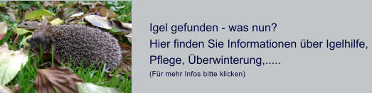 Igel gefunden - was nun?  Hier finden Sie Informationen ber Igelhilfe,  Pflege, berwinterung,.....  (Fr mehr Infos bitte klicken)