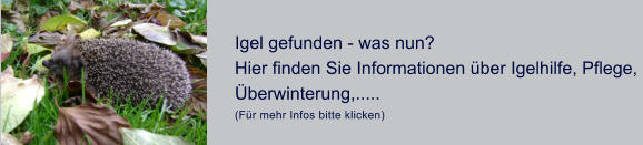 Igel gefunden - was nun?  Hier finden Sie Informationen ber Igelhilfe, Pflege,  berwinterung,.....  (Fr mehr Infos bitte klicken)